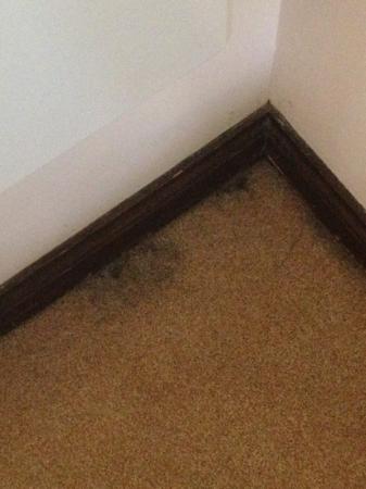 Avoid Cheap Steam Cleaning, And Avoid Mouldy Carpets