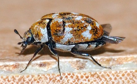 Carpet Moths and Carpet Beetles