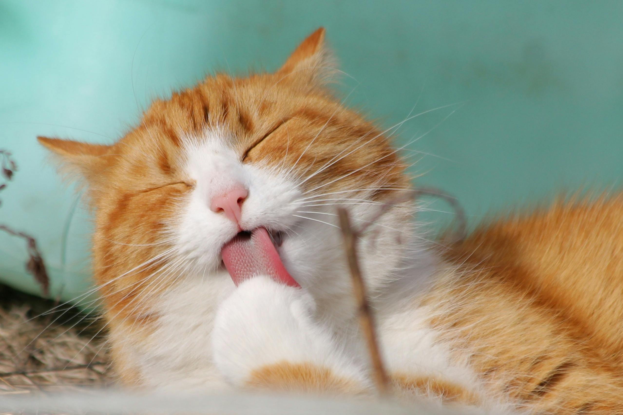 Home Remedy for Cleaning Cat Urine from Your Carpet